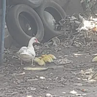 جوجه اردک مسکویی خالص سفید