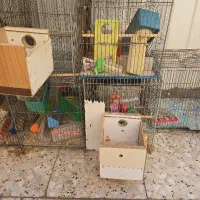 قفس مرغ عشق|لوازم جانبی حیوانات|شاهین‌شهر, شهرک مطهری|دیوار