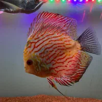 دیسکس مولد تخم ریز ۲/۵ اینچ تا ۸ اینچ