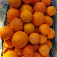 پرتقال تامسون شیرین آبدار