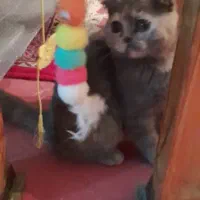 گربه اسکاتیش بلو|گربه|شیراز, عفیفآباد|دیوار