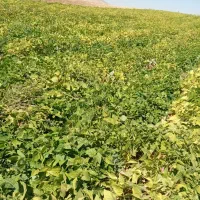 لوبیا چیتی لوکس و‌درجه یک|خوردنی و آشامیدنی|دهگلان, |دیوار