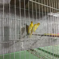 قناری جیفر شیش عدد