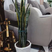 گل سانسوریا لبه طلایی