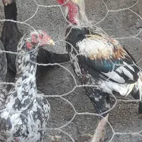 تخم لاری اصل نطفه دار|حیوانات مزرعه|دلند, |دیوار