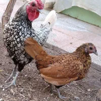 مرغ و خروس سبرایت،مرغ شاخدار|حیوانات مزرعه|یزد, |دیوار