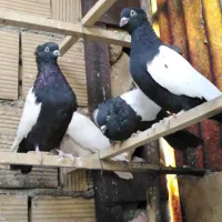 کبوتر رنگی|پرنده|بیستون, |دیوار