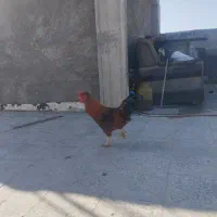 خروس چهل تاج|حیوانات مزرعه|لنجان, |دیوار