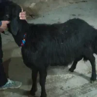 بره قوچ|حیوانات مزرعه|سجاس رود, |دیوار