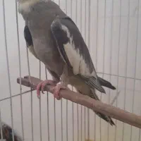 عروس سخنگو|پرنده|سنگر, |دیوار