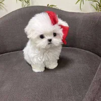 سگ عروسکی سایزصفر