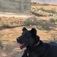 سگ سرابی شناسنامه دار