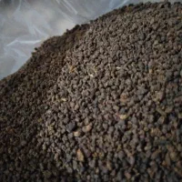چایی کله مورچه ای