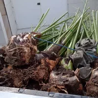 فروش پاجوش نخل همه انواع نخل،برحی و...