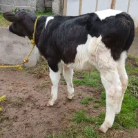 ۲ راس گاو (گوساله نر هلشتاین  آمریکایی اصیل)