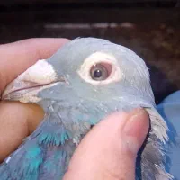 کفتر مینا سبزاردن|پرنده|زاهدان, |دیوار