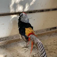 زیبا پرنده|پرنده|رامسر, |دیوار