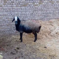 قوچ اصیل شال|حیوانات مزرعه|دشتابی, |دیوار