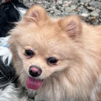 پت خانگی|سگ|رشت, دیلمان|دیوار