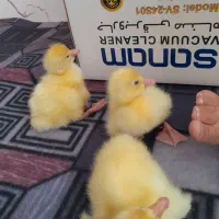 جوجه لیندا ، بوقلمون ، جوجه خروس ، و قوغاز