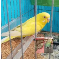 مرغ عشق ماده تخم گذار