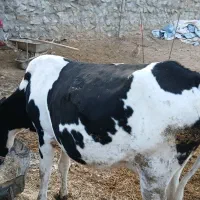 گاو و گوساله نر و ماده سیمینتال و هلشتاین