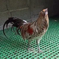 ۱جفت مرغ و خروس سوماترا از مولدین وارداتی