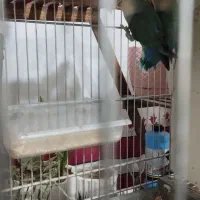 طوطی برزیلی|پرنده|تاکستان, |دیوار