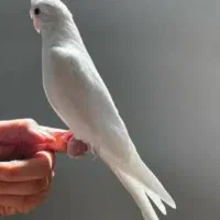 عروس هلندی سخنگو