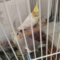 عروس هلندی