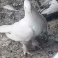 کبوتر رنگی|پرنده|بوشهر, |دیوار