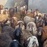 فروش میش آبستن جوان|حیوانات مزرعه|کمیجان, |دیوار