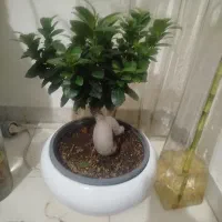 گل بونسای جنسینگ سبز سایز 3