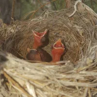قناری محلی سخنگو