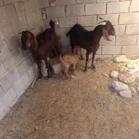 فروش بر کهره