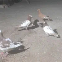 کفتر|پرنده|اهواز, منبع اب|دیوار