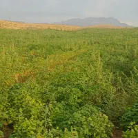 علوفه کاه لوبیا و یونجه