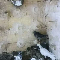 صید.بوم .چخ|پرنده|مشهد, تلگرد|دیوار