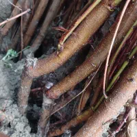 بهصرفه پربازده مقاوم نهال بادام آماده تحویل|خدمات باغبانی و درختکاری|مشهد, نوید|دیوار