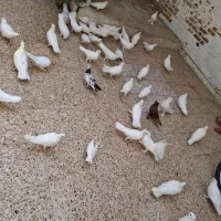 کفتر یه جایی|پرنده|قم, چهار مردان|دیوار