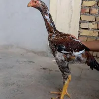 جوجه خروس وجوجه مرغ لاری
