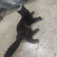 گربه پیدا شده