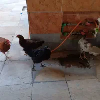 پنج عدد مرغ خروس محلی
