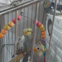 عروس هلندی جفتی ۱ تومن