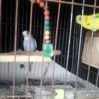 جفت مرغ عشق مولد بالغ|پرنده|لاهیجان, بازکیاگوراب|دیوار