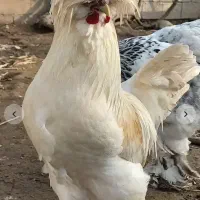 تخم نتفه دار نژاد سلطان