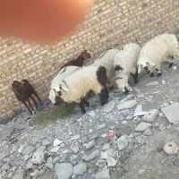 بره سیاه دم  خالص|حیوانات مزرعه|تایباد, |دیوار