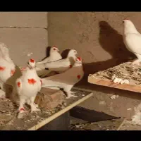 کفتر لوطی اوچان|پرنده|باسمنج, |دیوار