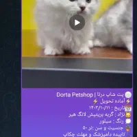 نینی کوچولوگربه|گربه|قم, پردیسان|دیوار