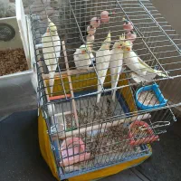 عروس هلندی لوتینو جفت سالم